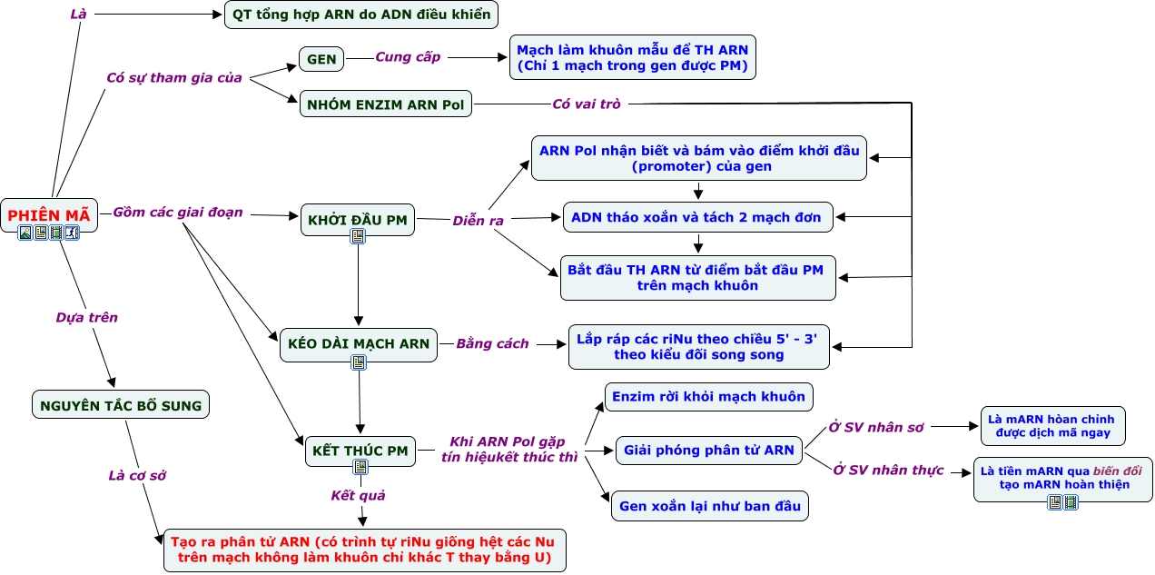 sơ đồ tư duy quá trình dịch mã - bài tập sinh 12 chương 1