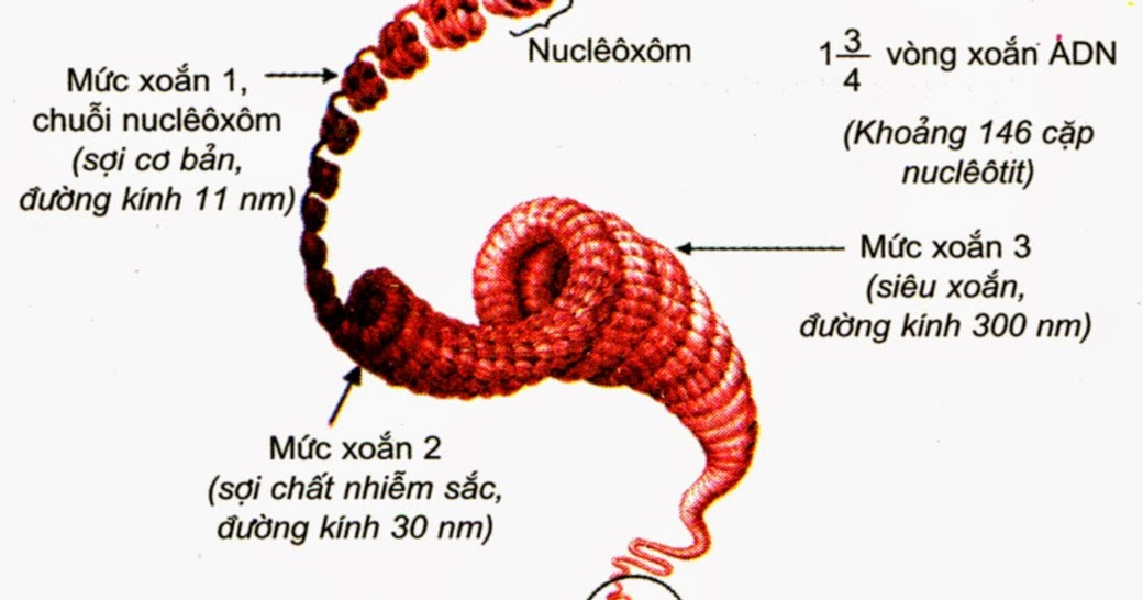 cấu trúc NST - lý thuyết sinh 12 chương 1