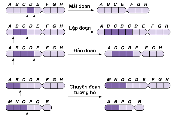 các dạng đột biến cấu trúc NST - lý thuyết sinh 12 chương 1