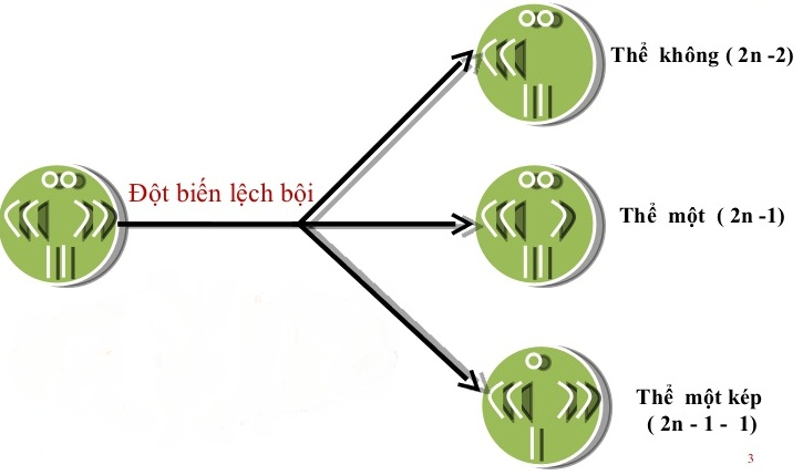 một số dạng đột biến số lượng NST - lý thuyết sinh 12 chương 1