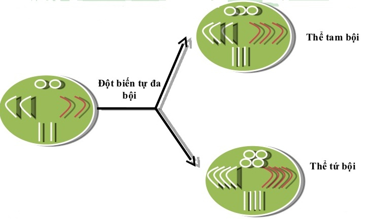 Cơ chế phát sinh thể tự đa bội - lý thuyết sinh 12 chương 1