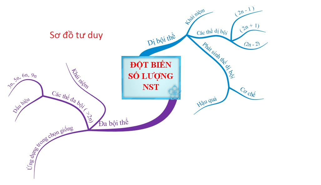 sơ đồ tư duy đột biến số lượng NST - lý thuyết sinh 12 chương 1