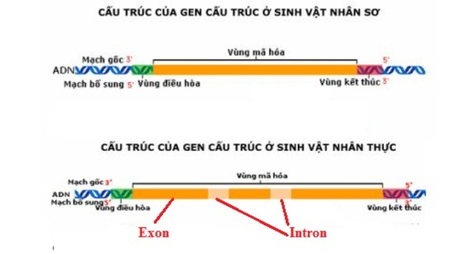 cấu trúc gen cấu trúc ở sinh vật nhân sơ và sinh vật nhân thực - lý thuyết sinh 12 chương 1