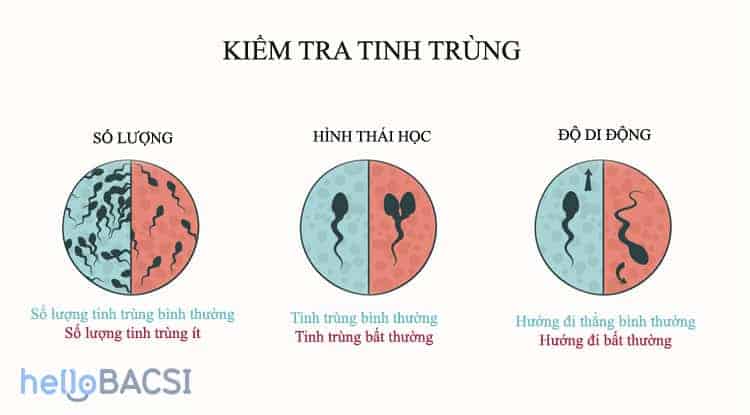 tinh trùng yếu nên ăn gì