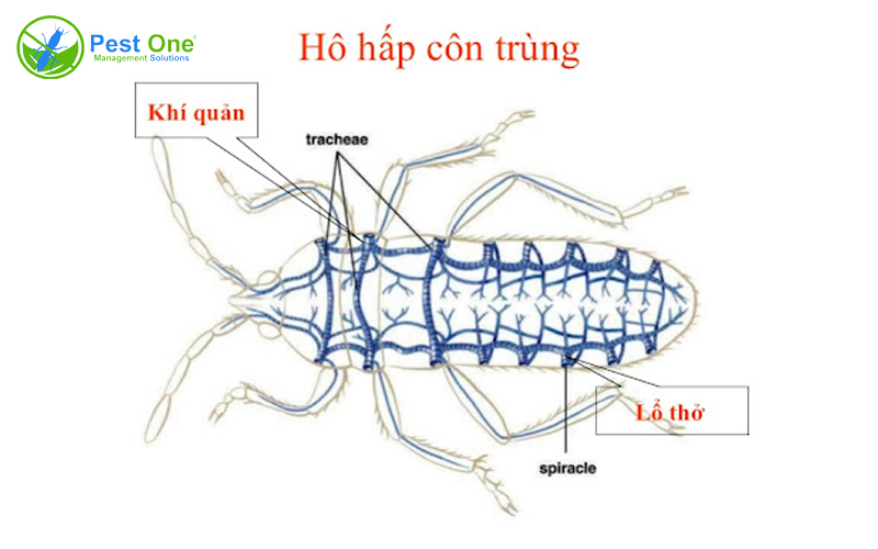 Côn trùng hô hấp thế nào