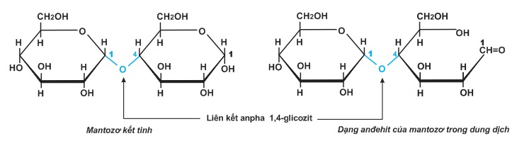 Cấu trúc của đường Mantozo - kiến thức về công thức hóa học của đường