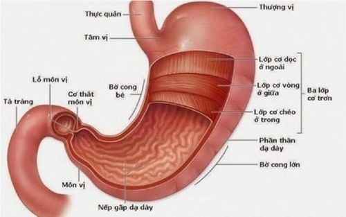 Hình ảnh giải phẫu dạ dày