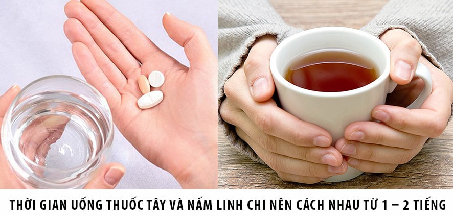 Cách uống nấm lim xanh và thuốc tây đúng