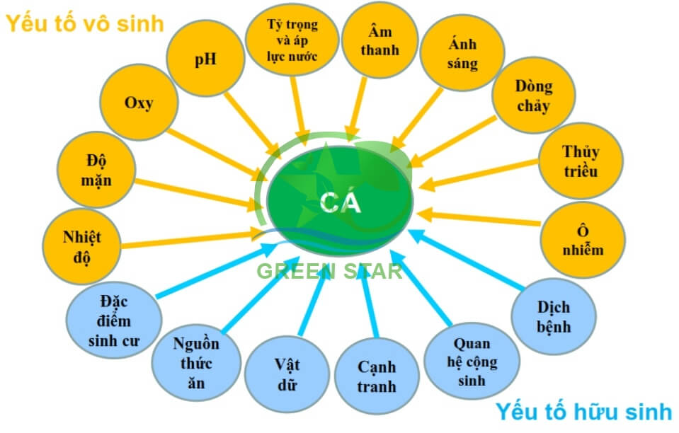 nhân tố sinh thái ảnh hưởng lên cá