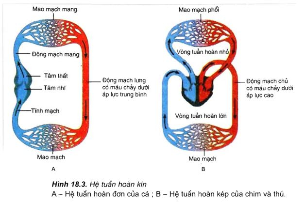 Hệ tuần hoàn đơn và hệ tuần hoàn kép - tuần hoàn máu sinh 11