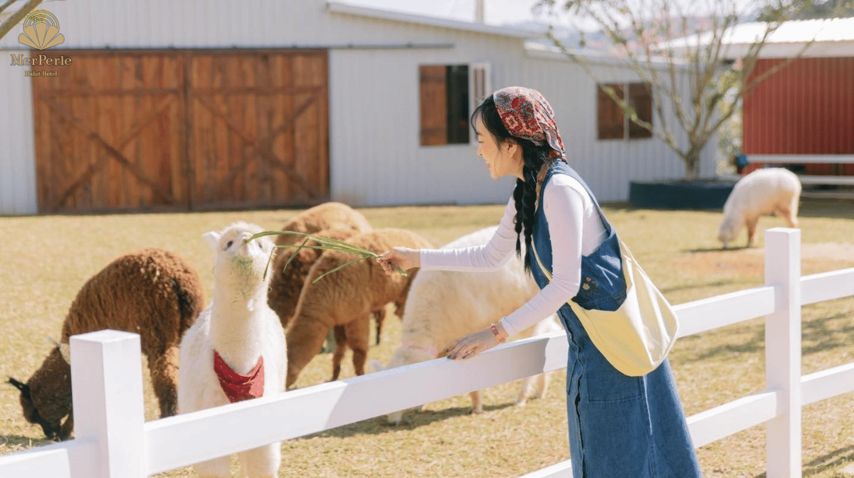 Top những Farm Đà Lạt bạn nên đến trong mùa du lịch