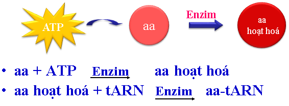 Quá trình dịch mã xảy ra qua các giai đoạn - Giai đoạn hoạt hóa axit amin