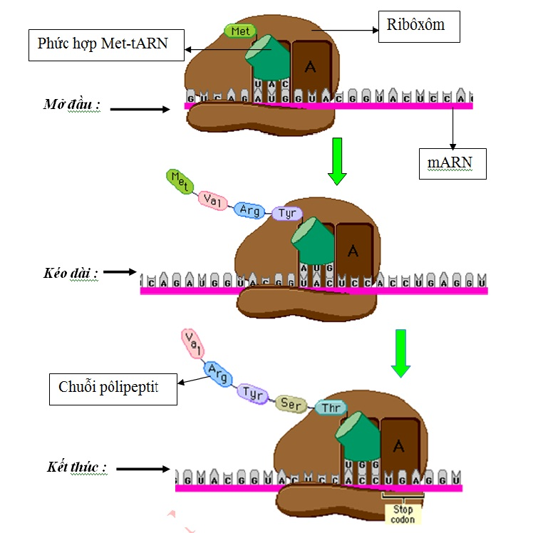 Giai đoạn tổng hợp chuỗi polipeptit trong dịch mã