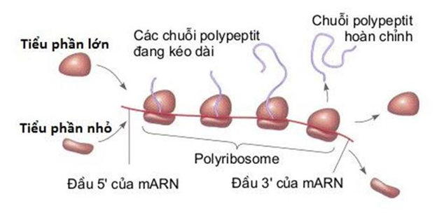 Hiện tượng nhiều riboxom cùng trượt trên một phân tử mARN trong dịch mã