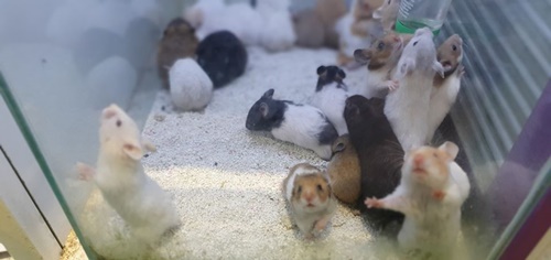 hamster sinh sản bao lâu thì tách con ra riêng