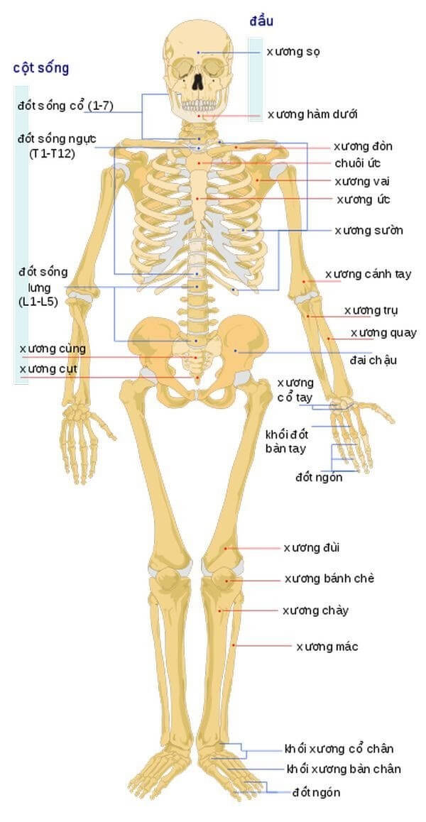 Hệ sinh sản nữ