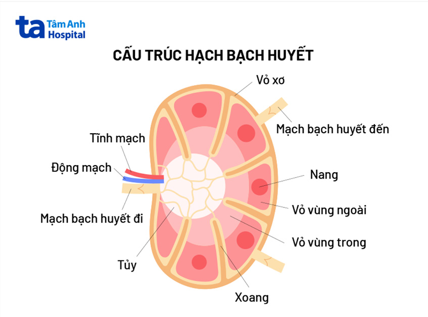 cấu tạo hạch bạch huyết