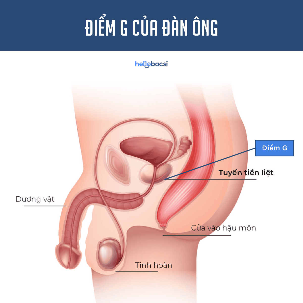 Vị trí điểm G của đàn ông