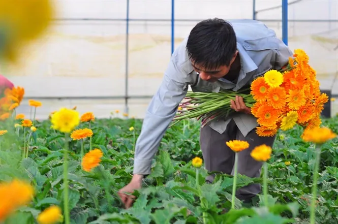 Có thể trồng và nhân giống hoa đồng tiền bằng hạt, tách gốc hoặc cấy mô