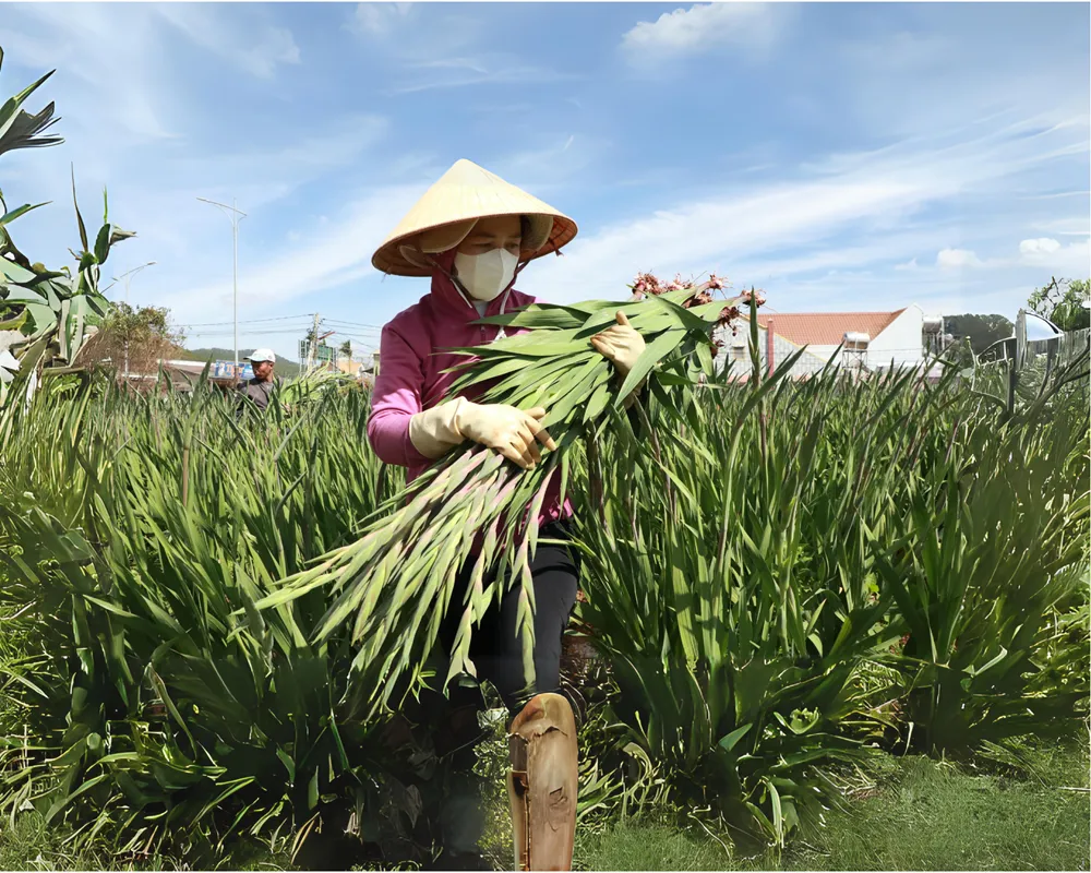 Bí quyết chọn mua hoa lay ơn tươi lâu