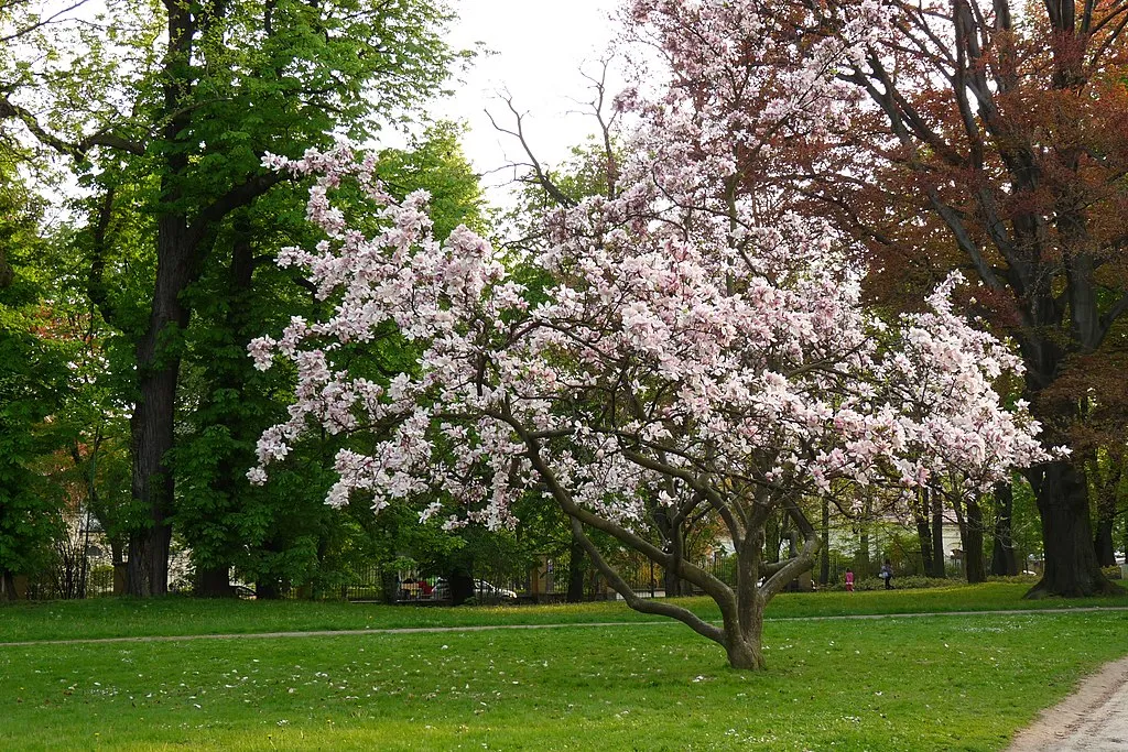 Mộc lan hoa tulip - Magnolia Soulangeana