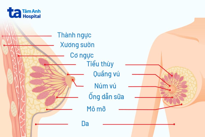 núm vú bị khô tróc vảy