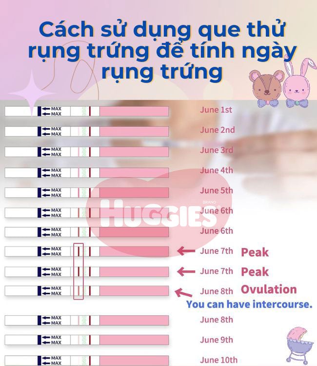 Cách tính ngày rụng trứng theo chu kỳ kinh nguyệt là đếm ngược 14 ngày