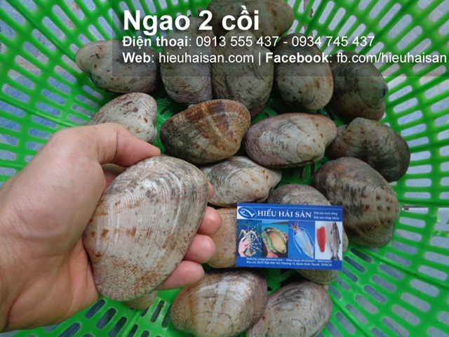 ngao 2 cồi