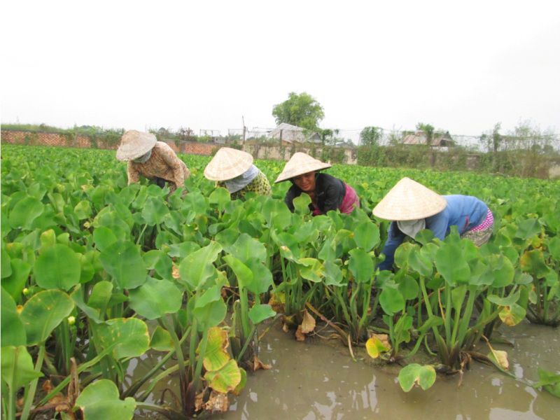 Kèo Nèo rễ bám vào đất