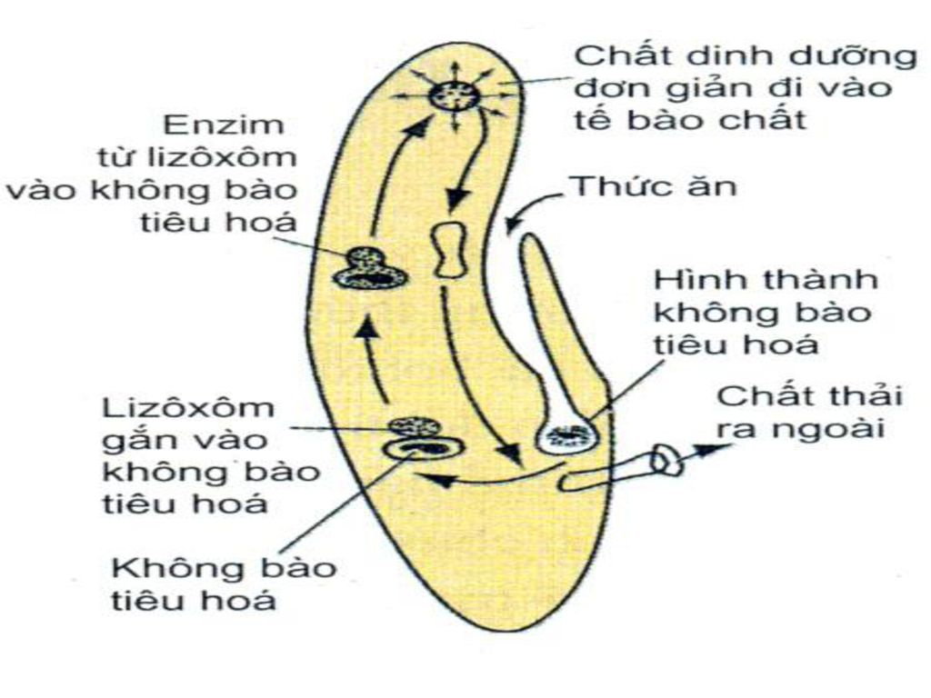 tiêu hóa nội bào - sinh 11 bài 15 lý thuyết