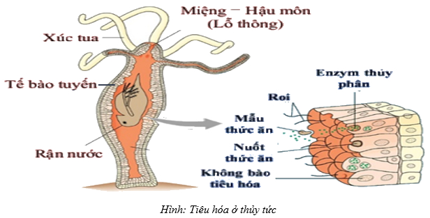 tiêu hóa bằng túi tiêu hóa ở thủy tức - tiêu hoá ở động vật