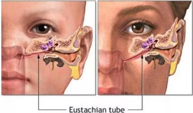 Các ống Eustachian dẫn chất lỏng từ tai xuống cổ họng rồi đi qua vòm họng