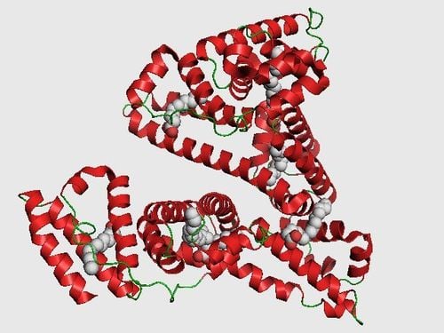 Protein là một chất dinh dưỡng đa lượng thiết yếu của mỗi người