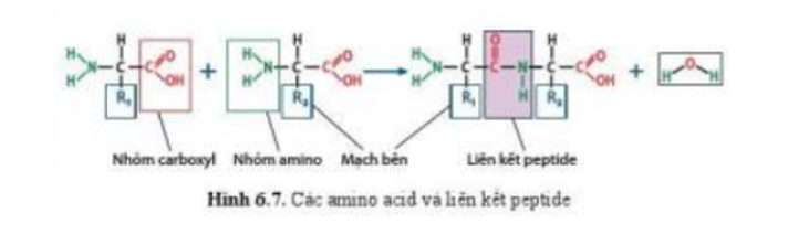 Lý thuyết Sinh học 10 Bài 6 (Cánh diều): Các phân tử sinh học (ảnh 9)