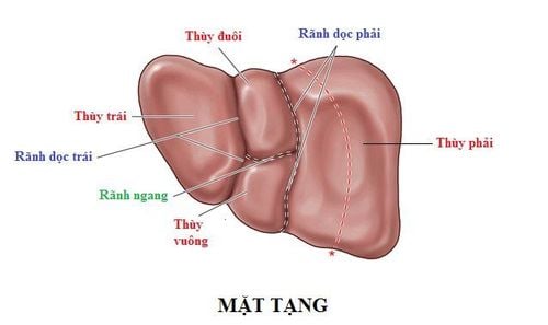 Hình ảnh mặt tạng