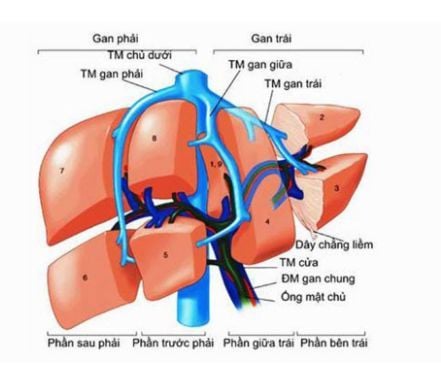 Phân chia thùy gan dựa vào hệ thống tĩnh mạch gan theo Goldsmith và Woodburne