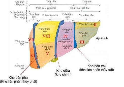 Hình ảnh nhìn từ mặt hoành