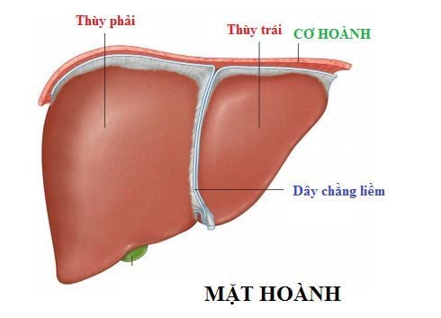 Hình ảnh mặt hoành