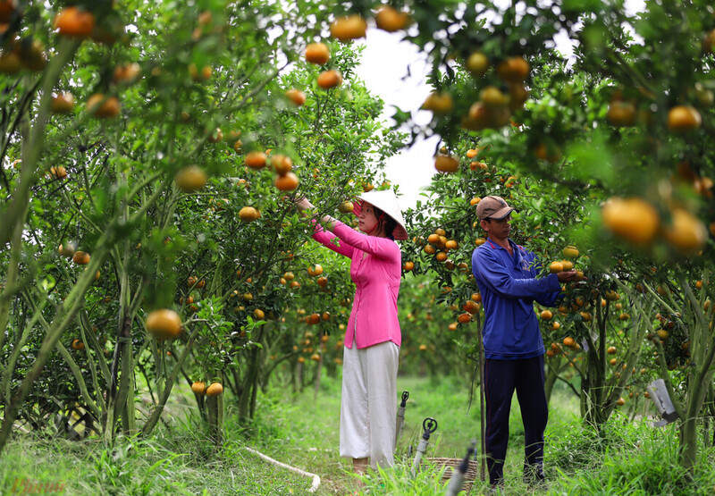 Miệt vườn Cái Bè