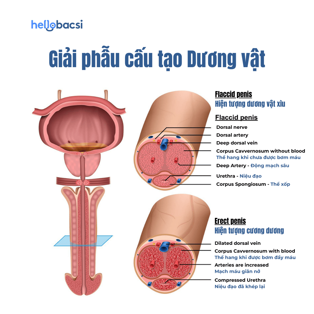 Hình ảnh giải phẫu cấu tạo dương vật khi cương cứng và khi xìu (mềm)