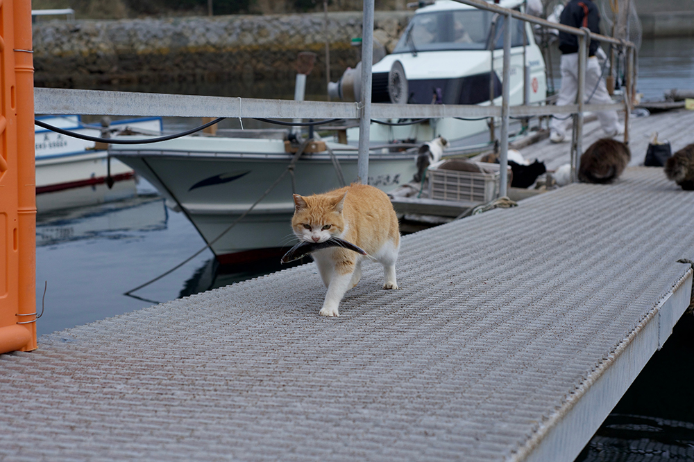 cat of aosima caught a fish