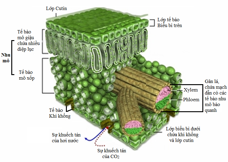 Giải phẫu lá