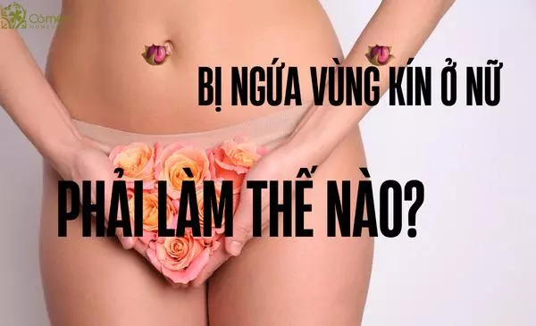 biểu tượng chúc mừng giáng sinh