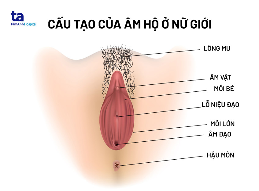 cấu tạo âm hộ của nữ giới