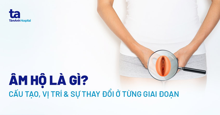 âm hộ là gì