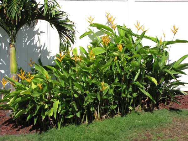 Heliconia Psittacorum X Spathocircinatum