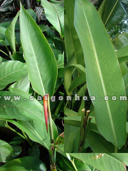 Heliconia Psittacorum