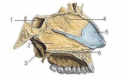 Thành trong của mũi (1. Xoang bướm 2. Xương lá mía 3. Lỗ mũi sau 4. Mảnh thẳng đứng xương sàng 5. Sụn vách mũi 6. Khẩu cái cứng)