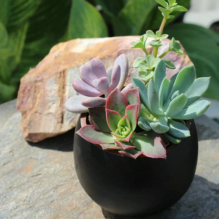 Cây sen đá (Succulent) được ưa chuộng với nhiều màu sắc đa dạng