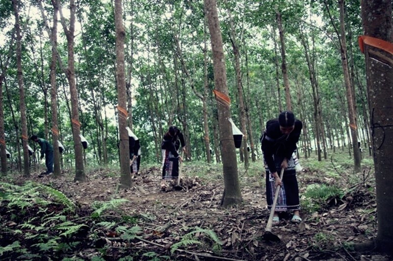 Ở Tây Nguyên cao su được trồng rộng rãi